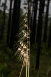 Lopsided Indiangrass